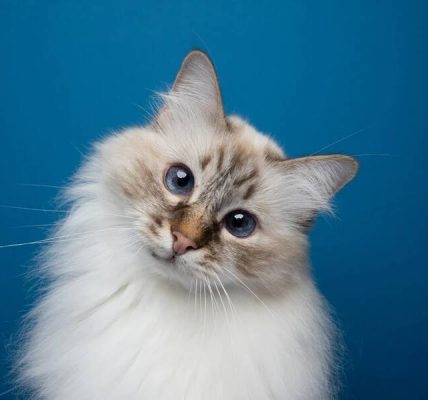 Çizgili bir kedi için takma ad seçme