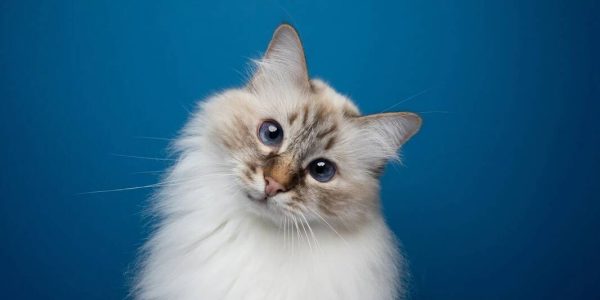 Çizgili bir kedi için takma ad seçme