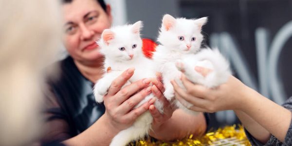 Alyona ve Elena farklı veya aynı isimlerdir?