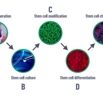 İçe dönük: sınıflandırma ve tam karakterizasyon