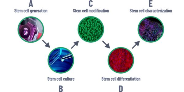 İçe dönük: sınıflandırma ve tam karakterizasyon
