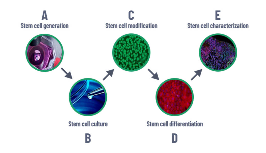 İçe dönük: sınıflandırma ve tam karakterizasyon