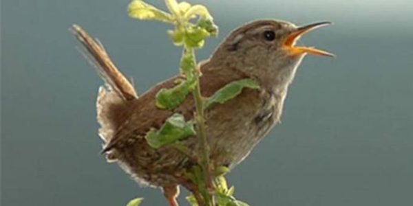 Kuş korkusu: nedenleri, belirtileri ve tedavisi