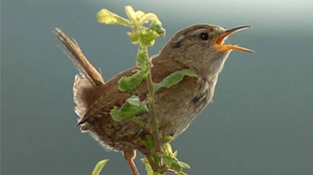 Kuş korkusu: nedenleri, belirtileri ve tedavisi