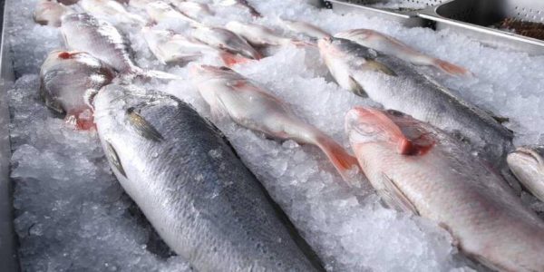 Alabalık nasıl saklanır?