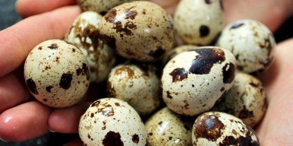 Bıldırcın yumurtası ne kadar ve nasıl saklanır??