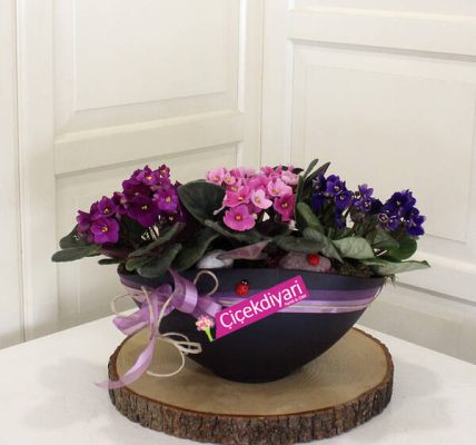 Çiçekler süngere nasıl konur ve bakımı nasıl yapılır??