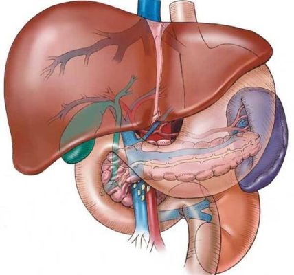 Karaciğer ne kadar süre saklanabilir?