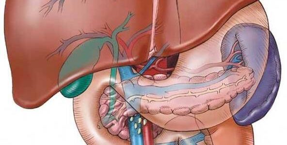 Karaciğer ne kadar süre saklanabilir?