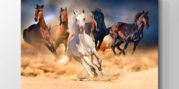 Koşan at çeşitleri ve özellikleri