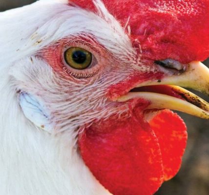 Yarı mamul kümes hayvanlarının ne kadar süreyle depolanabileceği?