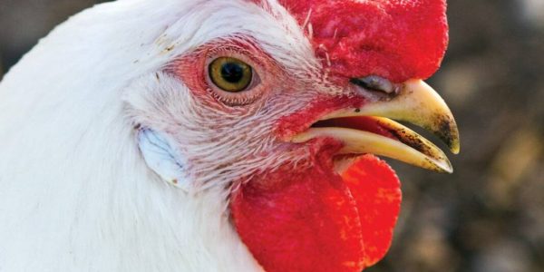 Yarı mamul kümes hayvanlarının ne kadar süreyle depolanabileceği?