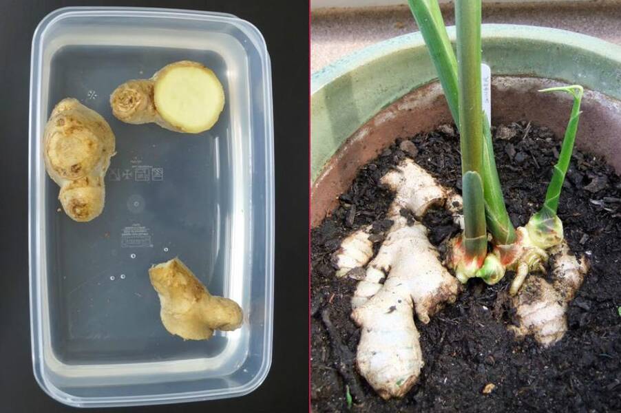 Zencefilin evde saklanması