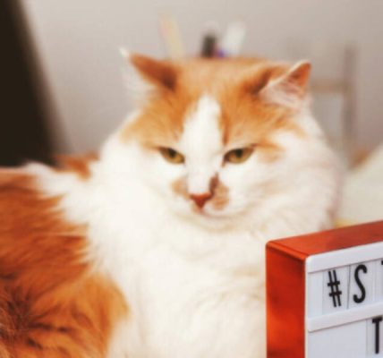 Bir kediye veya bir kediye nasıl isim verilir?