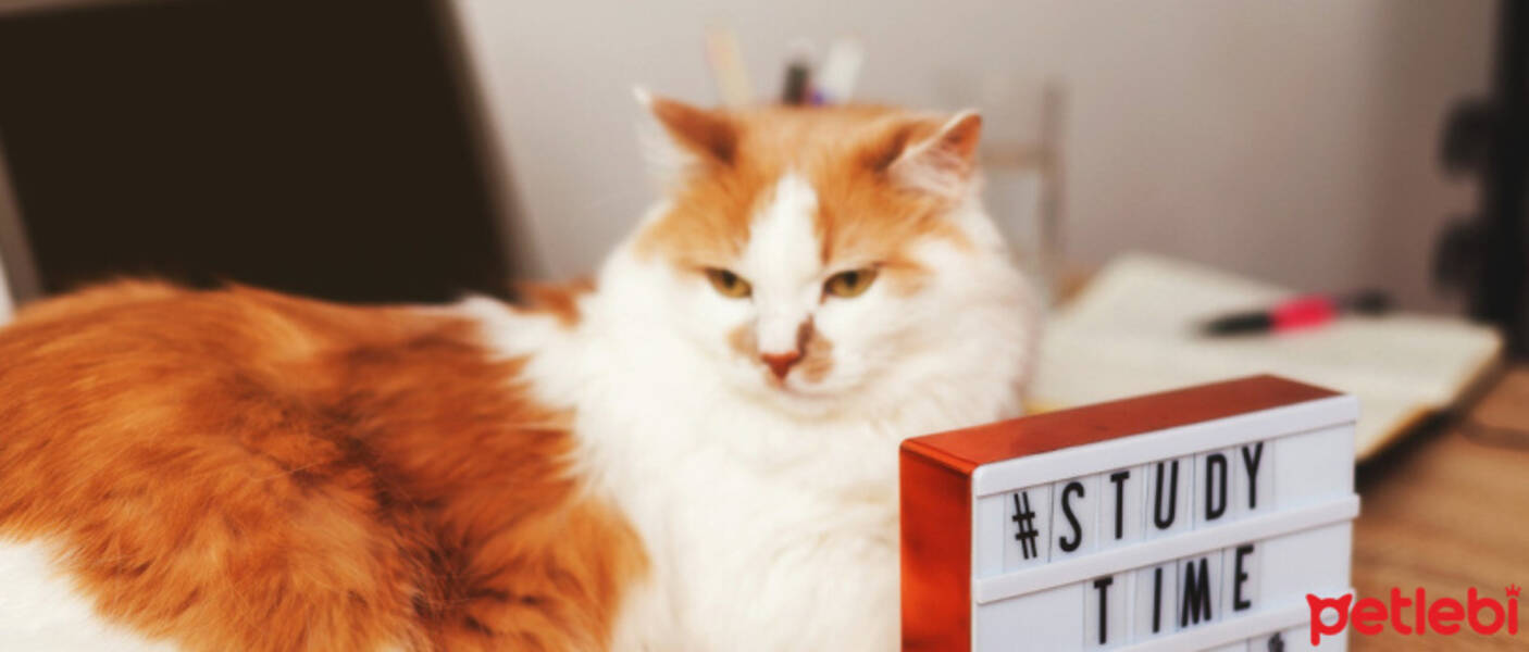 Bir kediye veya bir kediye nasıl isim verilir?