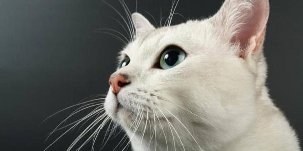 Bir kediye ve beyaz renkli bir kediye nasıl isim verilir?