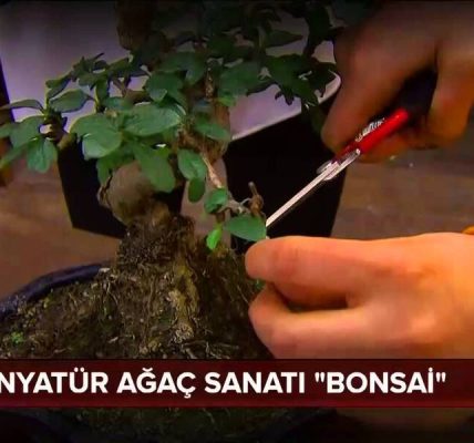 Organzeden budama sanatı nasıl yapılır?