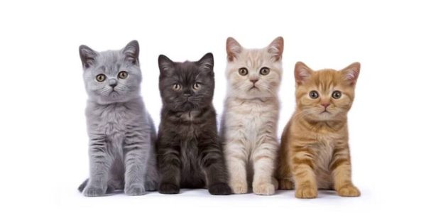 Kediler ve kediler için Rusça isimler listesi