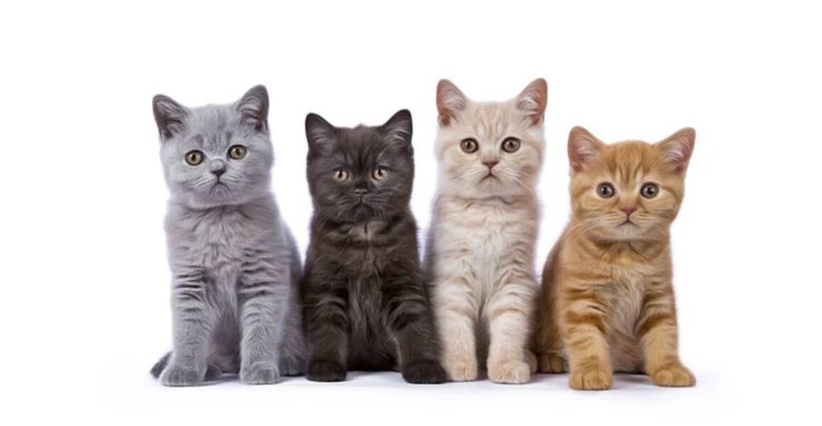 Kediler ve kediler için Rusça isimler listesi