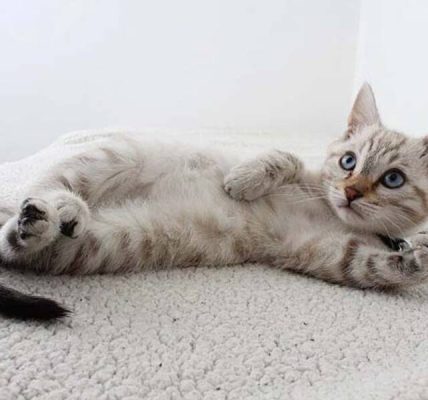 Gri bir yavru kediye nasıl isim verilir: kediler ve kediler için isim listesi