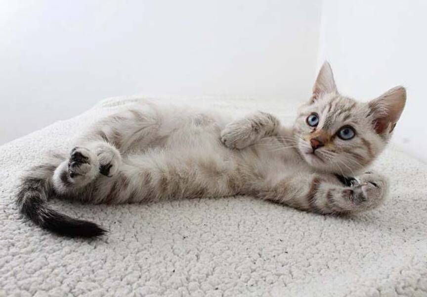 Gri bir yavru kediye nasıl isim verilir: kediler ve kediler için isim listesi